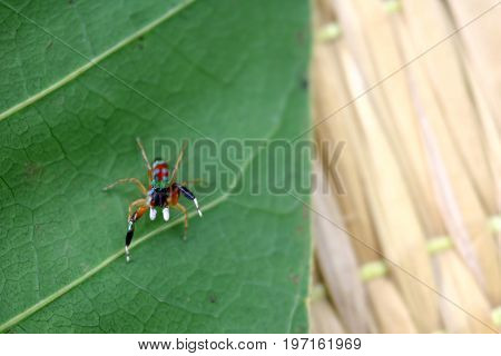 The little colorful spiders collection in the garden.