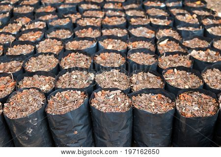 Soil preparation plant in the bag in the garden.