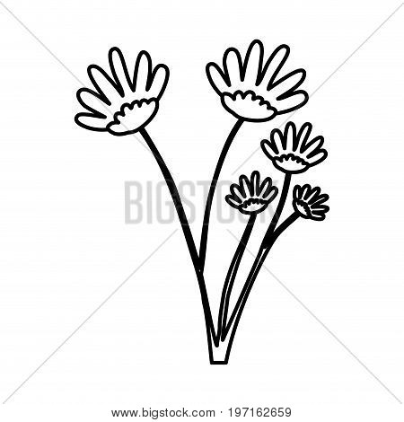 sketch contour of hand drawing daisy flower with several ramifications vector illustration
