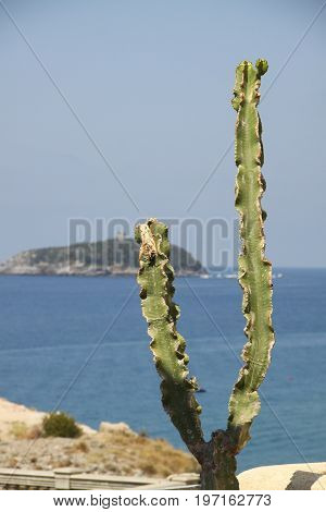 Cactus. Summer time in Diamante, Calabria, Italy