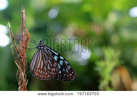 Beautiful butterfly with natural background in the garden.