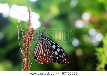 Beautiful butterfly with natural background in the garden.