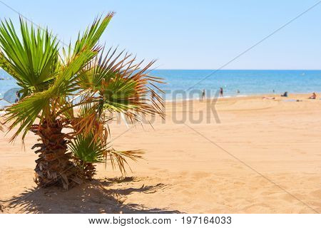 a view of a calm beach in the mediterranean sea with a palm tree in the foreground and some unrecognizable people in the background