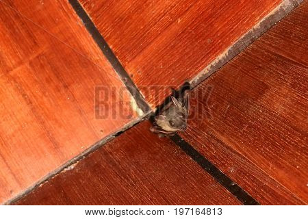 Bat on the wooden ceiling in the house.
