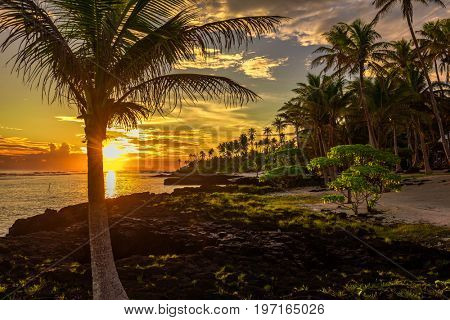 Coconut palm trees and black rocks on the beach during the sunset on Upolu, Samoa Islands