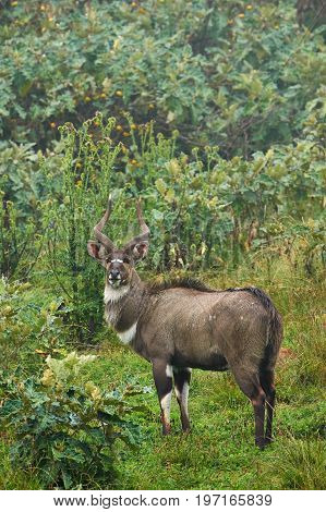 The mountain Nyala is an endangered antelope of a small part of ethiopia.
