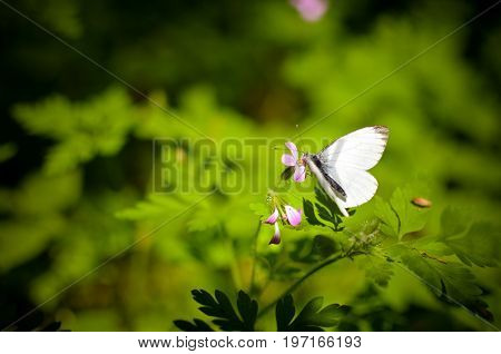 Small Cabbage Butterfly White On Flower