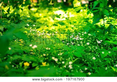 Spring Flower Background, Snowdrops.