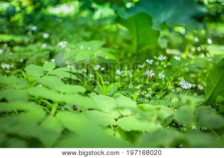 Spring Flower Background, Snowdrops.