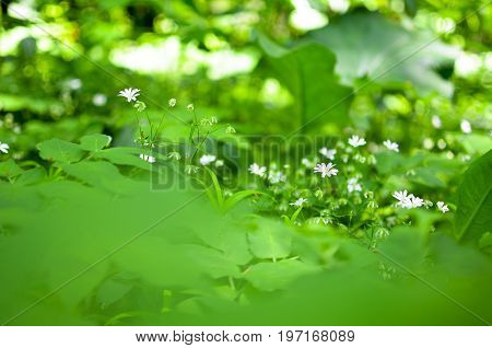 Spring Flower Background, Snowdrops.