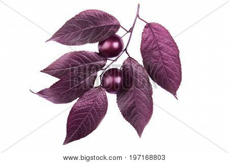 Organic, fresh and dark red autumn leaves with two decorative plums, isolated on a white background. Beautiful branch with dark leaves and with the plums. Bright purple leaves. Burgundy plum leaves.