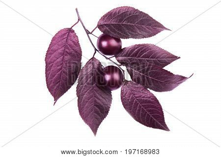 Organic, fresh and dark red autumn leaves with two decorative plums, isolated on a white background. Beautiful branch with dark leaves and with the plums. Bright purple leaves. Burgundy plum leaves.