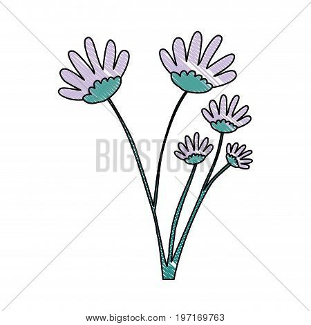 crayon silhouette of hand drawing lilac color daisy flower bouquet with several ramifications vector illustration
