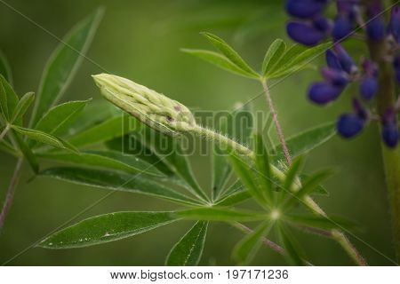 Blooming pink and purple lupines in natural habitat in summer