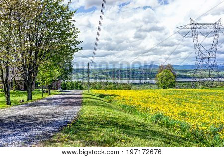 Ile D'orleans Landscape With Field Of Yellow Dandelion Flowers In Summer And Electric Power Lines