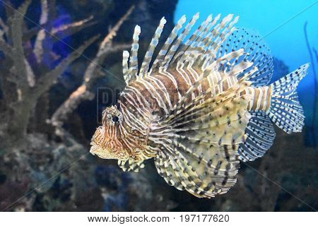 Firefish swimming by a reef in the water.