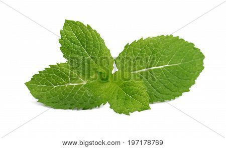 Aromatic green mint twig close-up. Fresh colourful leaves isolated on a white background. Perfect ingridient for summer cocktails and beverages. Natural medical herb.