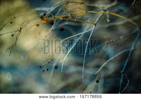Abstract floral background. Branches with dried berries selective focus and filiform bokeh