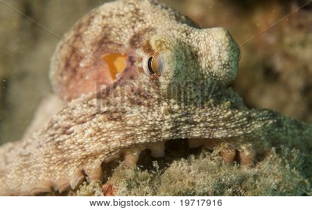 Pulpo común