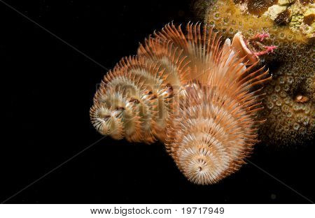 Kerstboom Worm