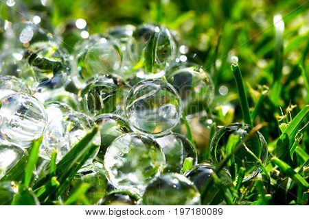 Water gel ball on green fresh grass. Hydrogel with beautiful transfusion of light.