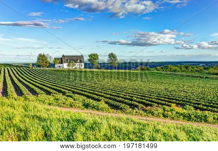 Landscape View Of Farm In Ile D'orleans, Quebec, Canada With House