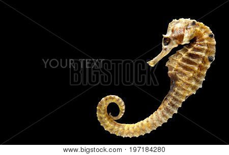 Body And Texture Of Dry Seahorse