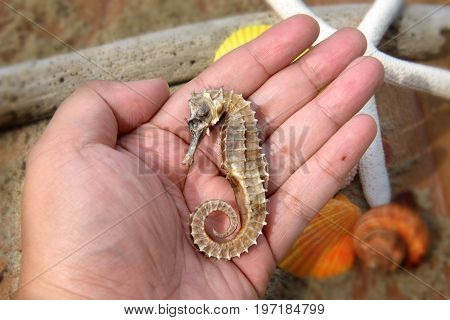 Body And Texture Of Dry Seahorse