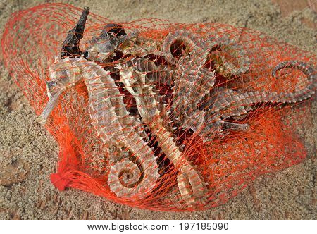Body And Texture Of Dry Seahorse