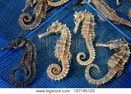 Body And Texture Of Dry Seahorse
