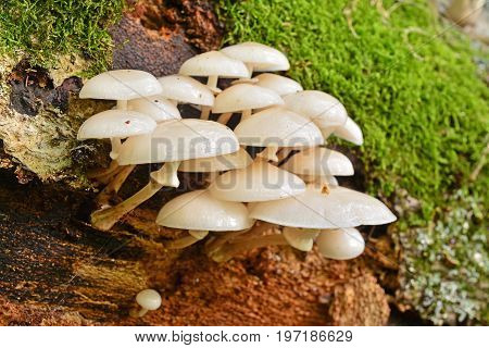 oudemansiella mucida mushrooms also known as the porcelain mushroom