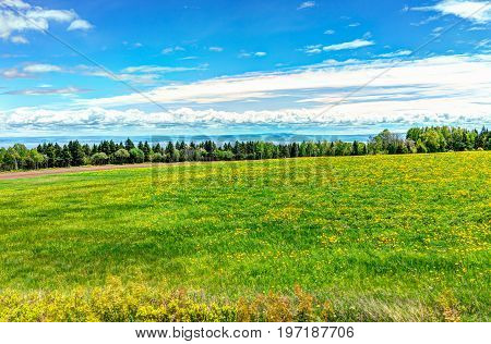 Field Of Yellow Dandelion Flowers In Quebec, Canada Charlevoix Region With Green Grass And View Of S