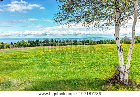 Field Of Yellow Dandelion Flowers And White Birch Tree In Quebec, Canada Charlevoix Region With Gree