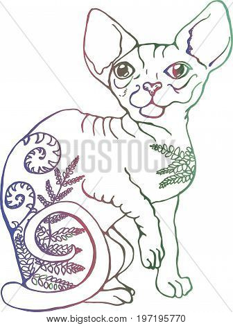 Vector illustration of a cat. Colorful portrait of a cat. Stylized Canadian Sphynx