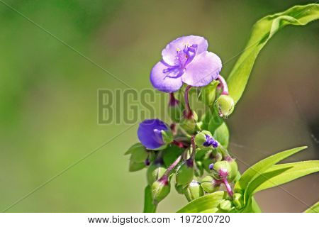Little blue flower in the summer garden