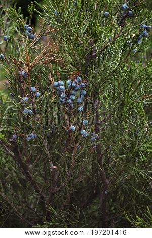 Ripe blue juniper berries on a branch