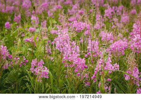 Pink flowers of fireweed in bloom ivan tea. Flowering willow-herb or blooming sally.