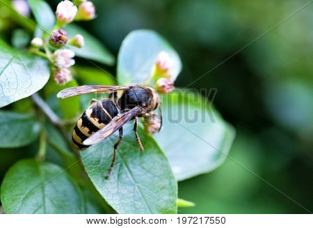 Hornet Gathers Nectar From A Flowering Shrub