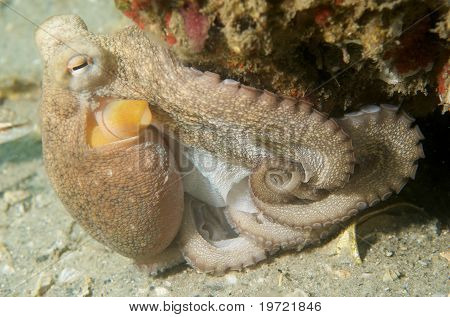 Pulpo común
