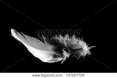 Closeup of white feather in black background