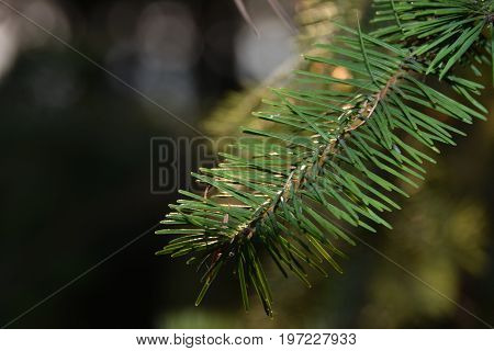 Branch of Douglas-fir (Pseudotsuga) with needles, close-up shot