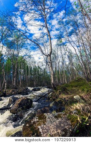 Spring landscape.Rough river spring in the woods