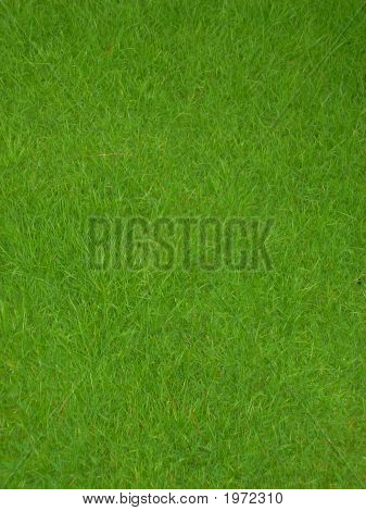 Grassplot frais