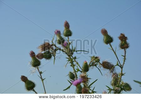 Mauve thistles   (  Carduus acanthoides  )  before blue sky