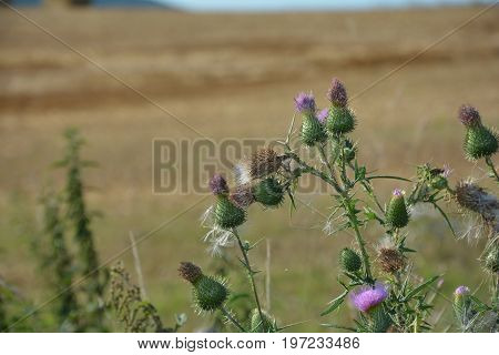 Mauve thistles   (  Carduus acanthoides  )   before grain-field