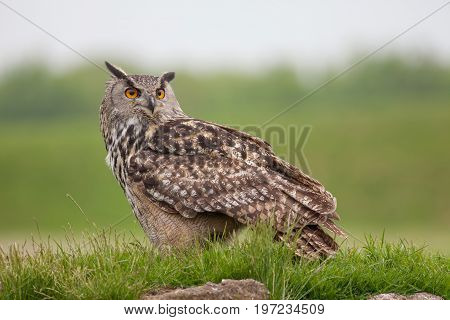 European eagle-owl (Bubo bubo) standing on grassy mound. Bird of prey nature image with copy space.
