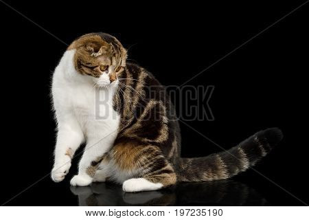 Scottish Fold Cat with tabby Sits and Looking down isolated on Black Background