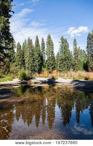 Forest Reflected In Still Water