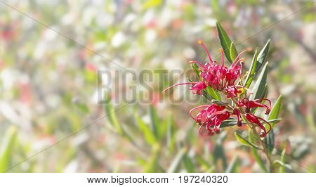 Australian flower Grevillea condolences background with bokeh copy space