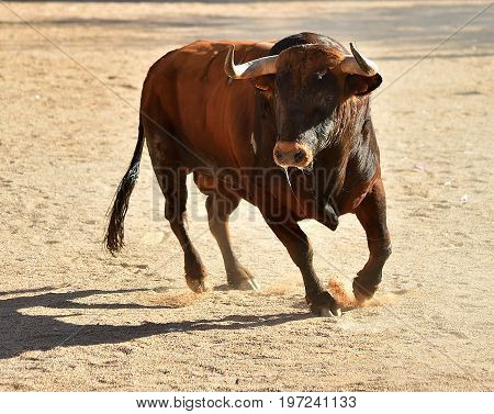bull in spain with big antlers in bullring